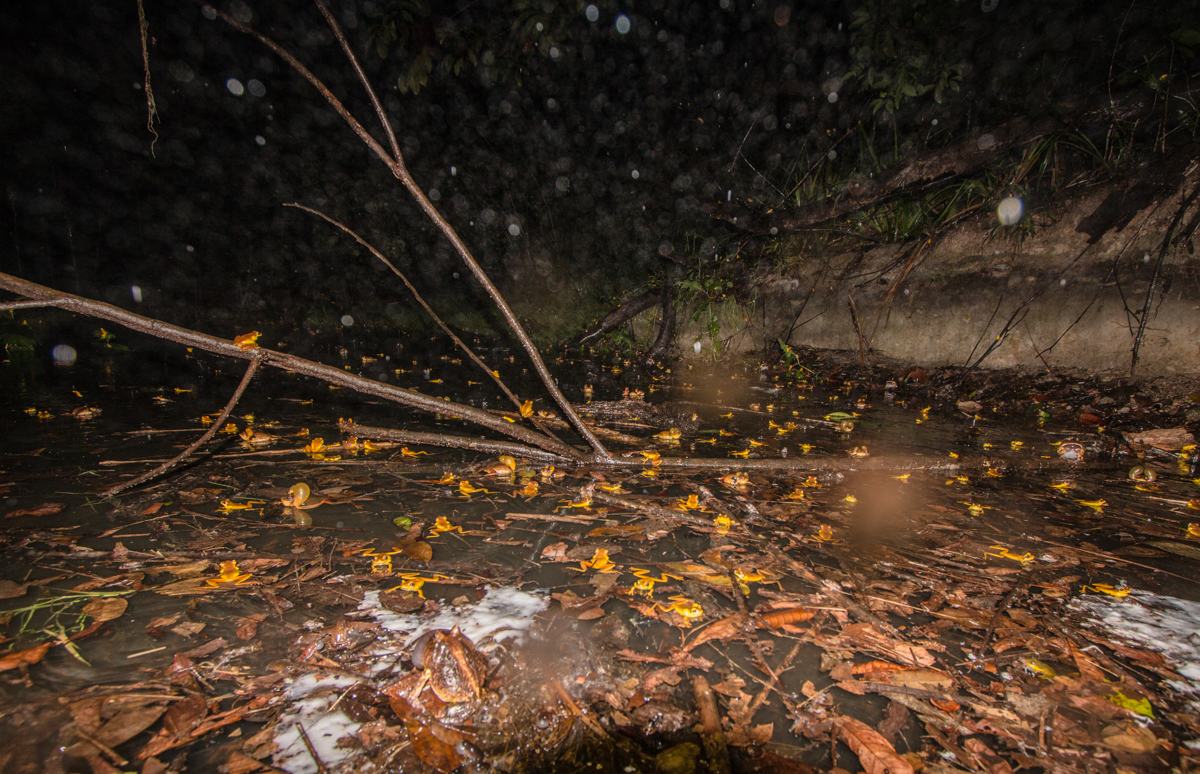 CODEX AMPHIBIA (AN INTERPRETATION OF THE EXPLOSIVE BREEDING PHENOMENON)